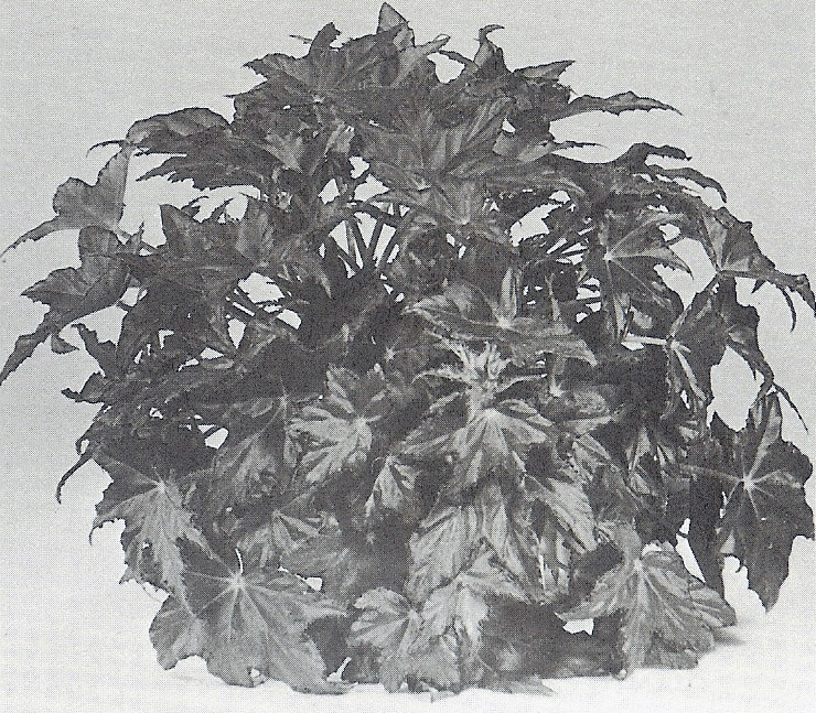 B. ‘Ray Weakley’